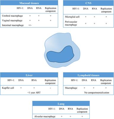 The Role of Macrophages in HIV-1 Persistence and Pathogenesis